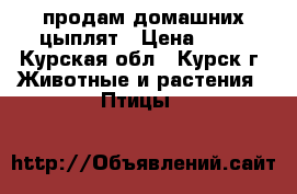 продам домашних цыплят › Цена ­ 50 - Курская обл., Курск г. Животные и растения » Птицы   
